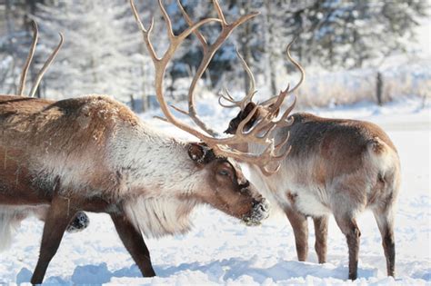 Are Reindeer and Caribou the Same Animals? – Your Connection to Wildlife