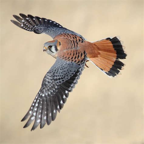 The 2020 American Kestrel Nesting Season – Columbus Audubon