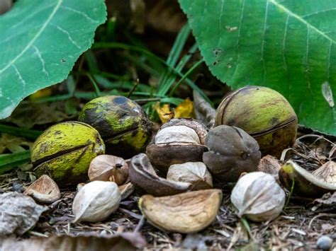 Hickory Tree Nut Identification Chart