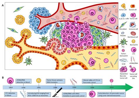 The pancreatic ductal adenocarcinoma (PDAC) complex microenvironment ...