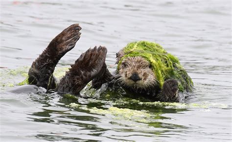 Seaotter pictures information | National Geographic