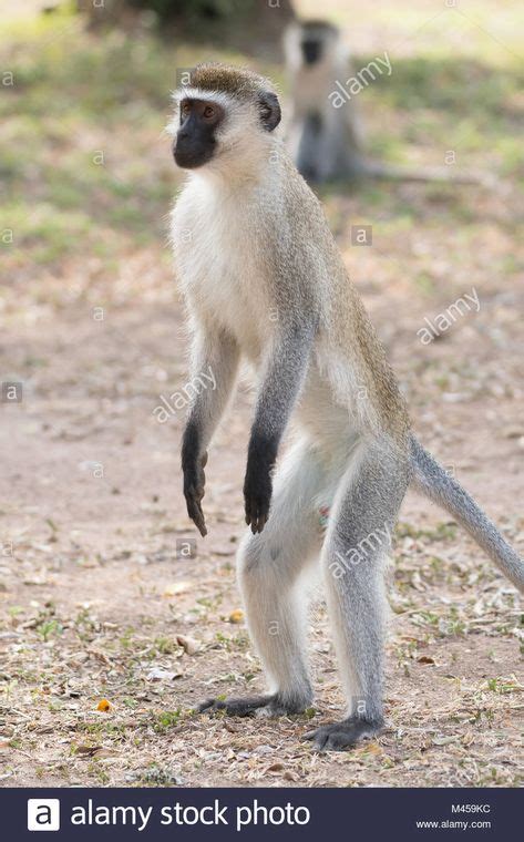 Fascinating Facts About Vervet Monkeys