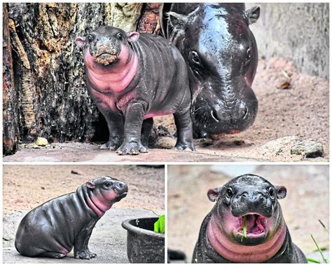 Pygmy Hippopotamus Cute