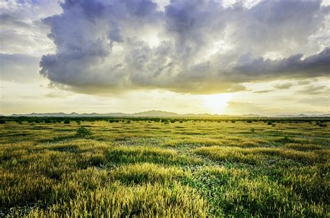 Grassland Ecosystem Pictures