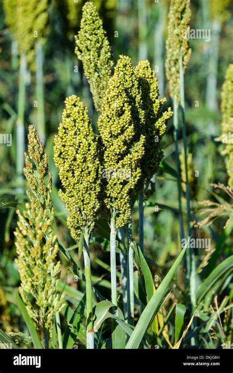 17+ millet pictures plants - AndeepParisa