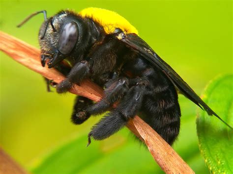 How serious is a carpenter bee sting - Wasp Removal Toronto