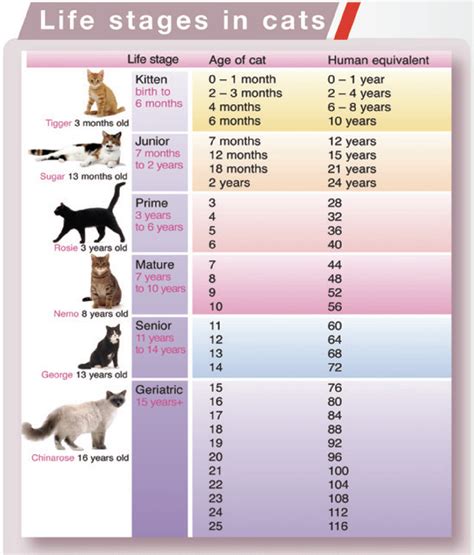 4 Signs That Your Cat Is Aging | How to Tell If Your Cat Is Getting Old