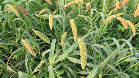 Ripe millet harvest in countryside fields of Bangladesh 24841147 Stock ...