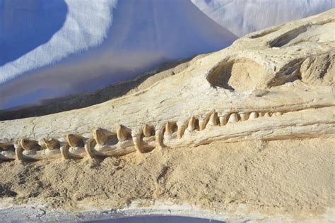 Fossil skull - Dyrosaurus phosphaticus - 97cm - Catawiki