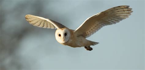 Barn Owl flying in winter sunlight Tyto alba | Mike Rae