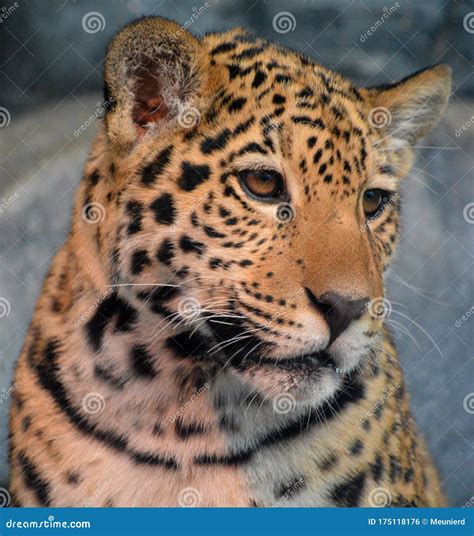 Jaguar Cub is a Feline in the Panthera Genus Stock Photo - Image of ...