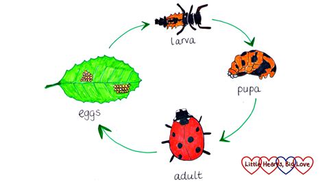 Mix · #30DaysWild - The ladybird life cycle - Little Hearts, Big Love