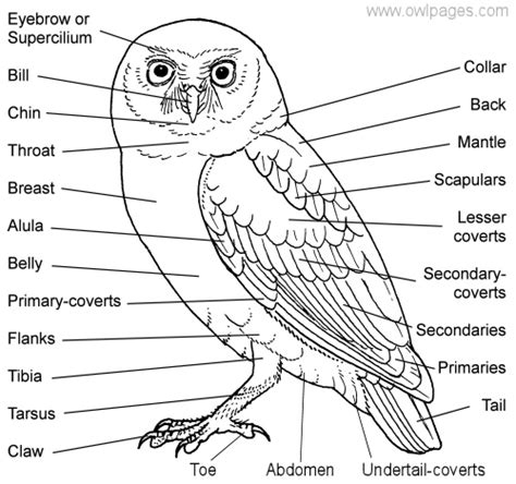 General Owl Physiology - The Owl Pages