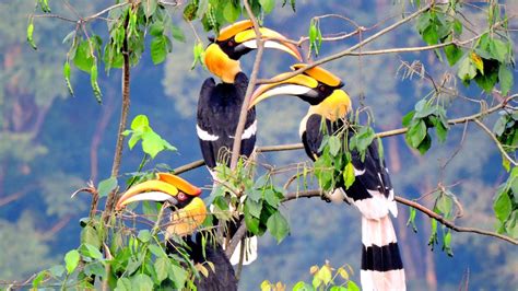 Rhinoceros Hornbill Wallpapers - Wallpaper Cave