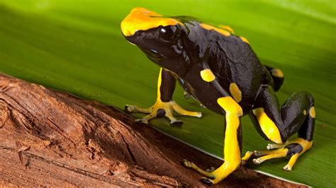 Poison Dart Frog Facts For Kids Poison dart frogs live in rainforest ...