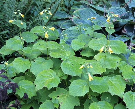 Yellow Wax Bells, Kirengeshoma palmata – Wisconsin Horticulture