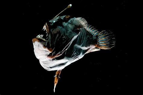 Meet the anglerfish: the most famous 'deep sea monster'