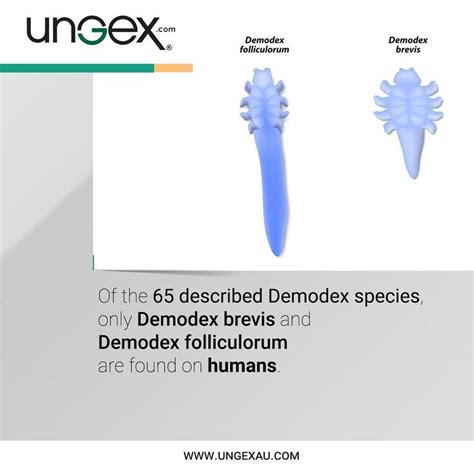 DEMODEX Mites🦠 ️Demodex mites can be responsible for numerous types of ...