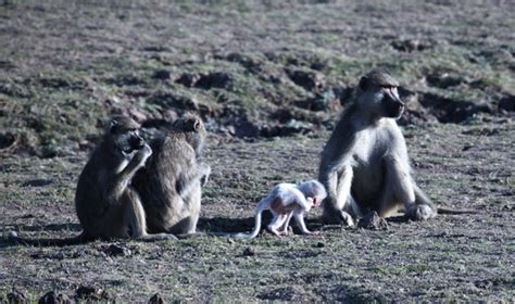 Watch: A baby snow-white baboon - Africa Geographic