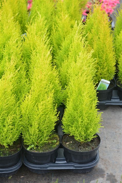 Wilma Goldcrest Evergreen Shrubs 40cms+ 2ltr Pots - Meredith Nurseries