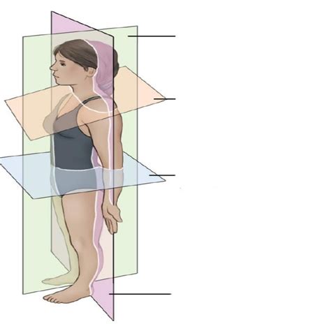 Anatomical Planes/Motion Terms Diagram | Quizlet