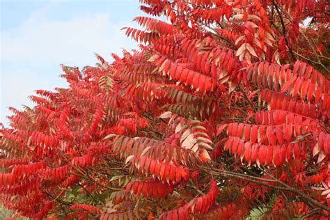 Fall Color from Shrubs // Missouri Environment and Garden News Article ...