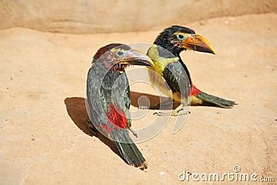 Pair Of Toucan Chicks Royalty Free Stock Image - Image: 9742866