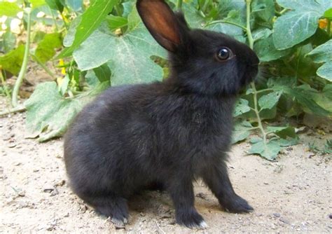 Amami rabbit - Alchetron, The Free Social Encyclopedia