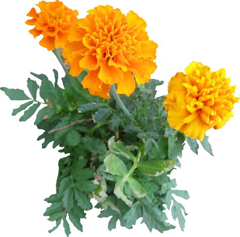 Free Marigolds Transparent, Download Free Marigolds Transparent png ...