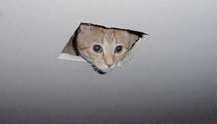 ceiling cat Blank Template - Imgflip