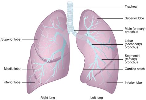 8.2 The Lungs – Fundamentals of Anatomy and Physiology