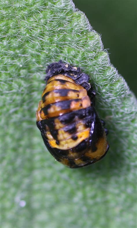 Ladybug (U.S. National Park Service)