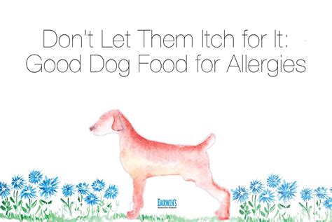 How to Choose the Best Hypoallergenic Dog Food for Allergies | Darwin's ...