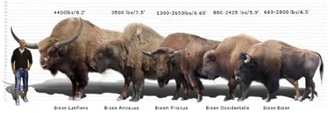 Bison skull need help identifying - Fossil ID - The Fossil Forum