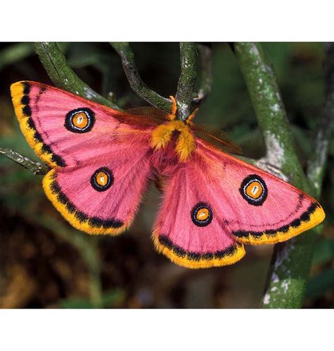 Giant Silk Moths—Butterflies’ Unsung Rivals | Answers in Genesis