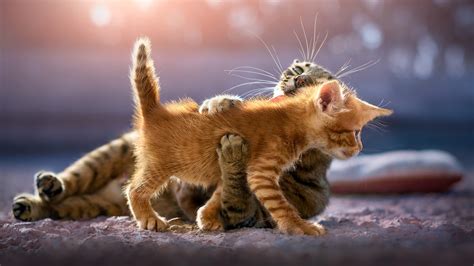 3840x2160 Cute Kittens 4K ,HD 4k Wallpapers,Images,Backgrounds,Photos ...