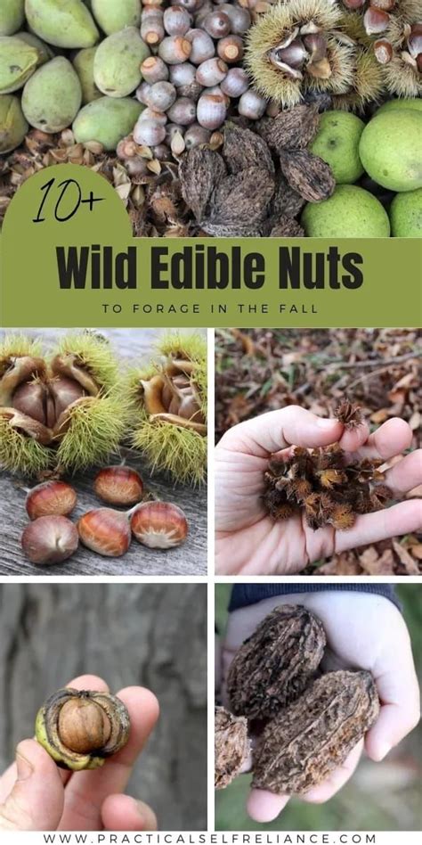 10 Wild Nuts to Forage in the Fall | Wild food foraging, Wild foraging ...