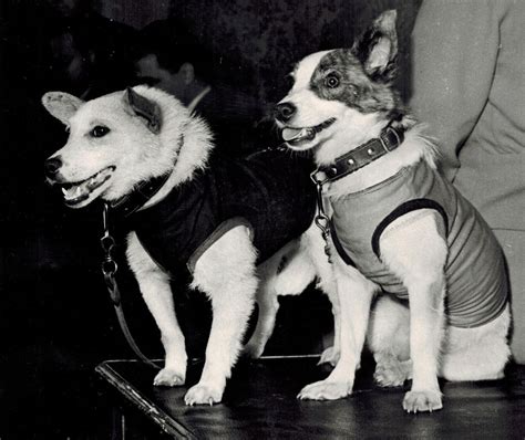 Belka and Strelka: Soviet Space Dogs