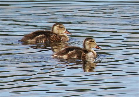 The Birds and the Bears: Gadwall Ducklings