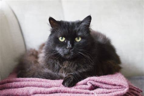 Black Cat Breeds: 11 Breeds With Gorgeous Dark Coats