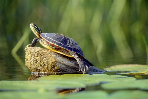 Keeping Pet Aquatic Turtles in Outdoor Ponds