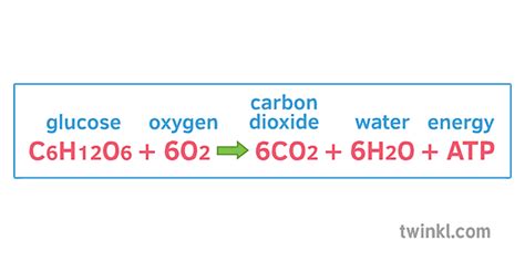 Aerobic Respiration In Plants Equation