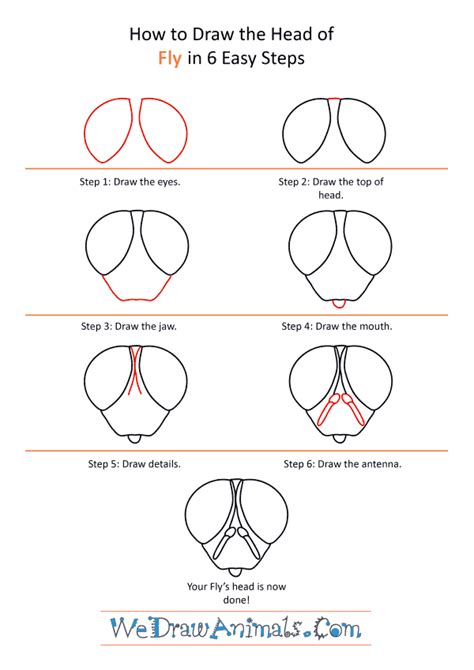 How to Draw a Fly Face