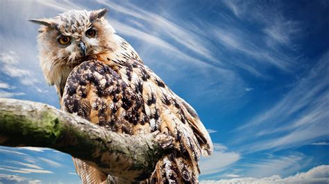 🔥 [40+] 4K Owl Wallpapers | WallpaperSafari