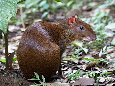 Central American Agouti (Costa Rica Mammals) · iNaturalist