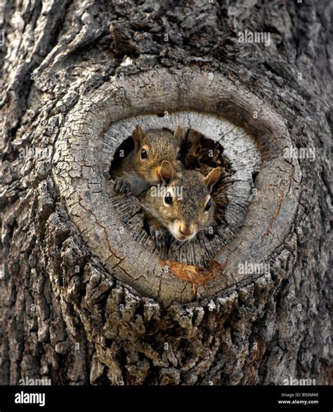 Grey squirrel nest hi-res stock photography and images - Alamy