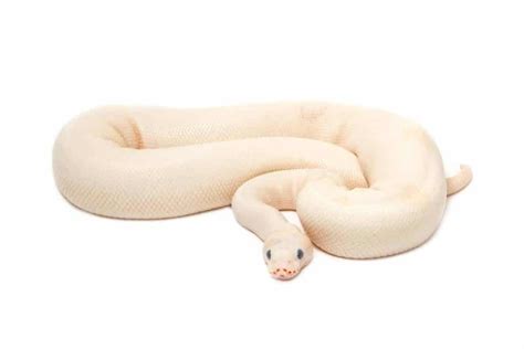 Albino Carpet Python Facts | www.resnooze.com