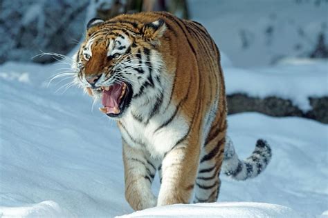 17 Wild Animals in Siberia [Wildlife in Siberia] - Kevmrc