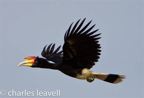 Rhinoceros Hornbill | BirdNote