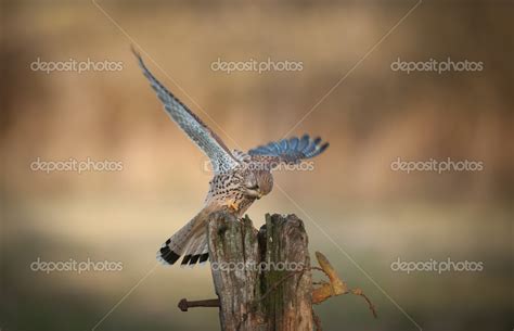 Female Kestrel. Stock Photo by ©Andy_Astbury 21579735